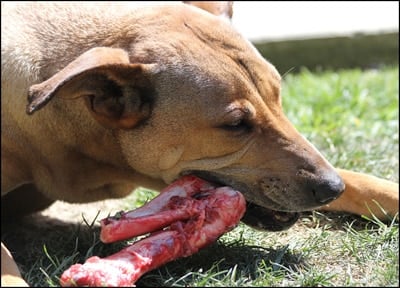 doggy eating barf