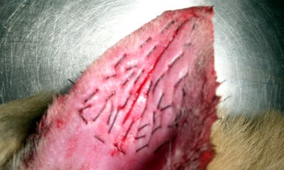 operation of aural hematoma in dog