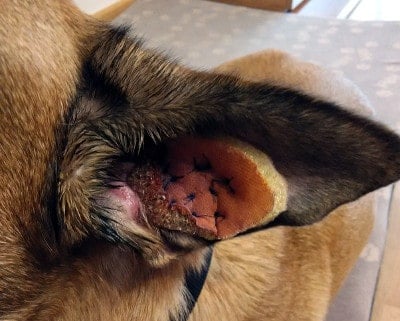 operation of aural hematoma in dog 2