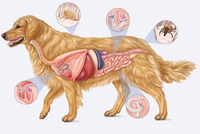 dog with internal parasites