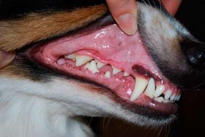 an adult dog teeth