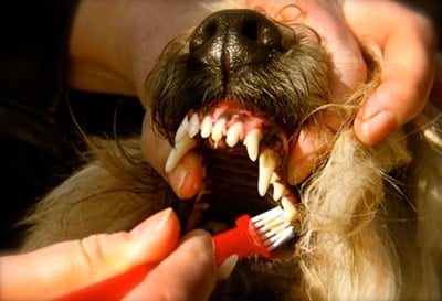toothbrush for a puppy