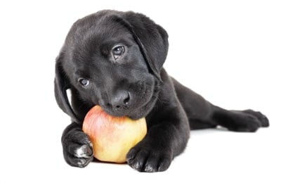 doggy eating apple
