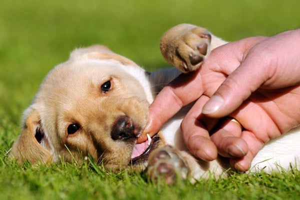 puppy teething period