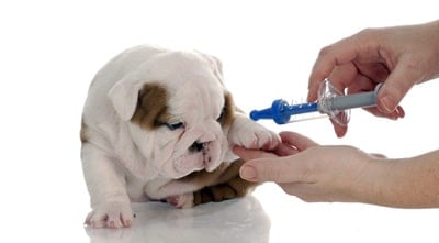 vaccine for puppy