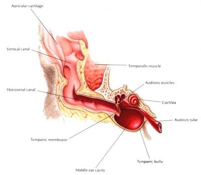 canine-ear-diagram
