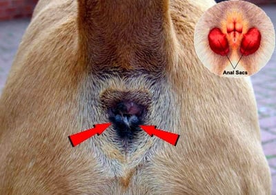 anal glands dog