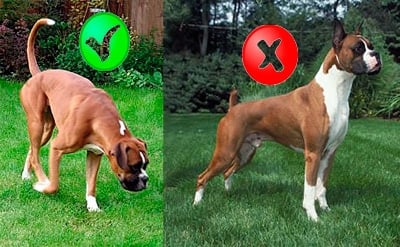 boxer with cut tail