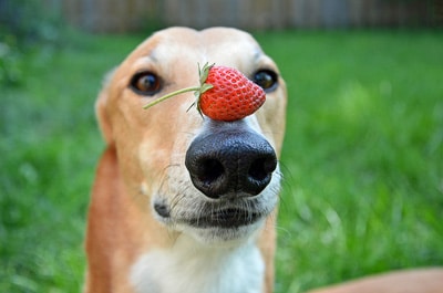 strawberries benefits in dogs