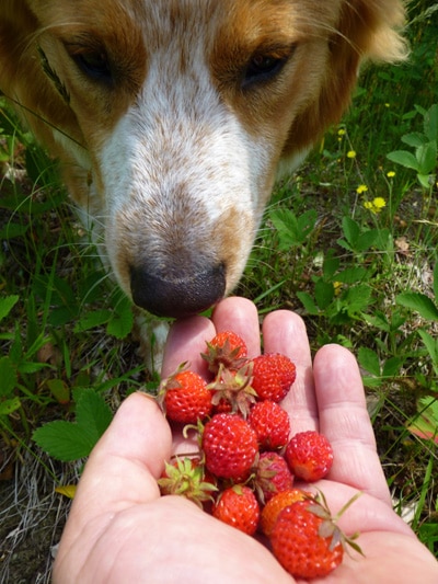 silver red fruits for dogs