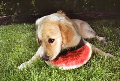 dog eating melon
