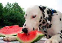 Healthy Fruits for Dog