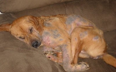 dog with symptoms of scabies