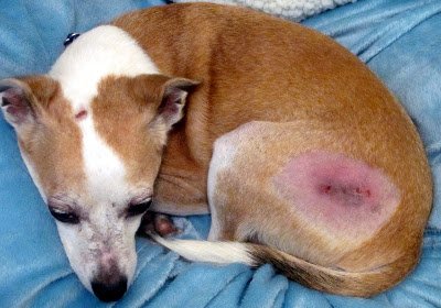 wound in dog skin