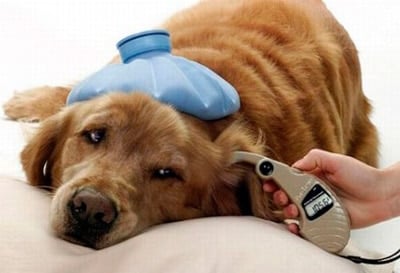 dog with fever