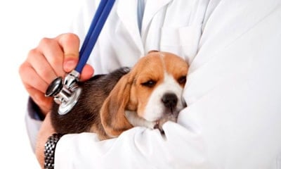 doggy and vet