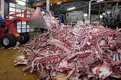 offal animal waste