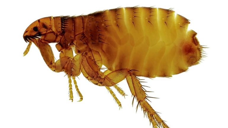 plague of fleas at home