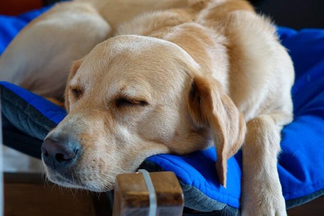 how-do-dogs-sleep-meaning-of-dog-s-sleeping-positions